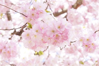 sakura.jpg
